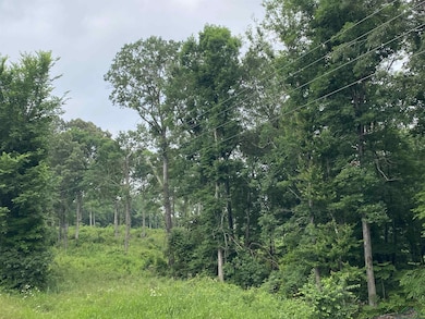 View of tree filled area