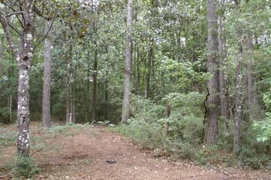 Trail into woods