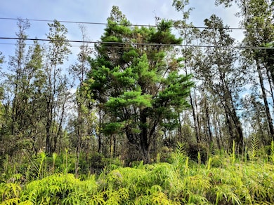 A beautiful evergreen tree growing.