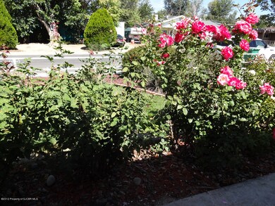 Roses Still Blooming