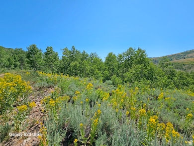 View of local wilderness