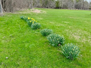 Backyard 2