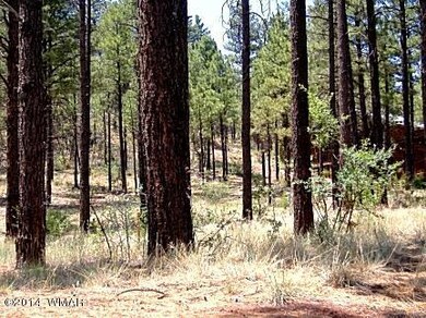 Note Cabin in Background