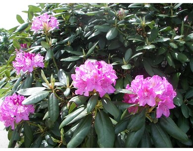 127 King St unit 205, Franklin, MA 02038 - photo 4