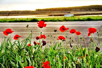 Wildflowers
