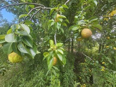 2300 Overpass Rd, Campbellton, FL 32426 - photo 6