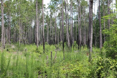 0 Rd, Garfield, GA 30425 - photo 4