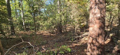 PIDN 13737 Lake Circle Dr, Broaddus, TX 75929 - photo 3