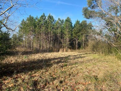 View from rear of house - planted pines on propert