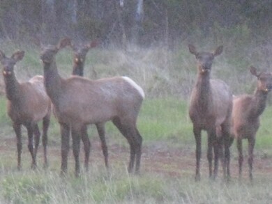 Elk near Road (2)