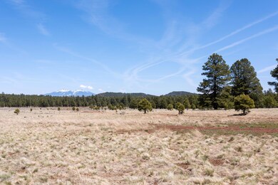 Large Meadow area