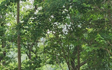 Additional View