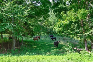 1 Shoal Creek Rd, Goodspring, TN 38460 - photo 5