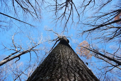 Lot 67 Mill Mountain Rd, Romney, WV 26757 - photo 3