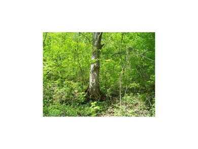 Large trees