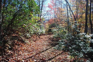 An old logging road  runs down through the propert