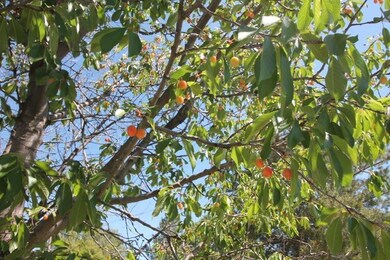 4242 Avalon Place, Klamath Falls, OR 97603 - photo 6