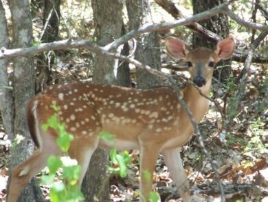 12208 Rolling Oaks Dr, Whitney, TX 76692 - photo 6