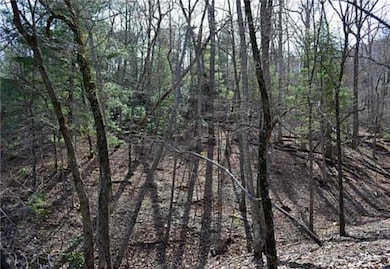 View of local wilderness