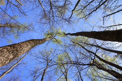 Towering Hardwood trees, plenty of shade!