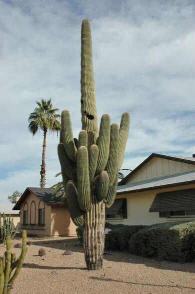 Mature Saguaro