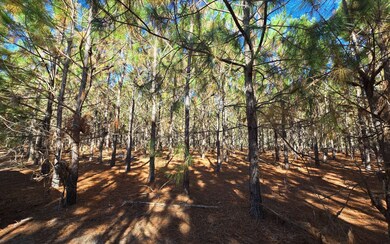 TBD-1 221st Rd, Dowling Park, FL 32060 - photo 7