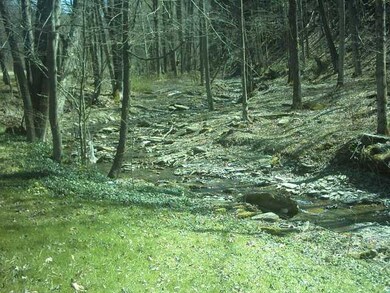 Yard/Garden Babbling brook right behind house