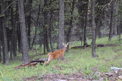 951 Wolverine Dr, Seeley Lake, MT 59868 - photo 4