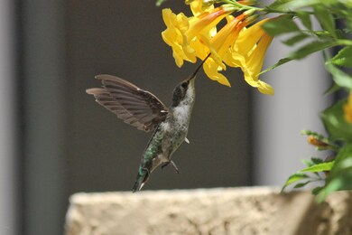 IMG_5417