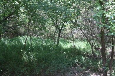 Wooded area on the back near the creek for the wildlife to enjoy!