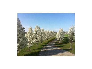 Trees are all Bloomed out and Beautiful!