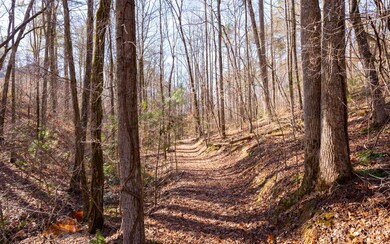 Old road bed on property
