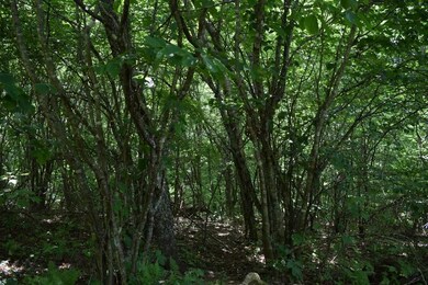 DSC_0220 (800x533)