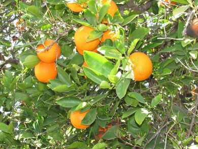 aIMG_0412