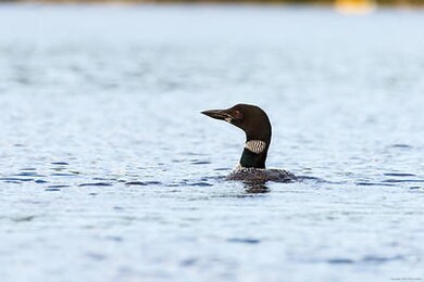 Loon