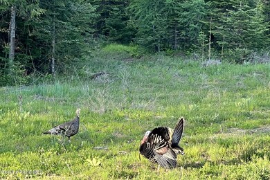 Abundant Wildlife