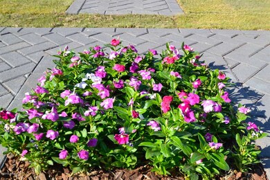 Front Walkway Flowers