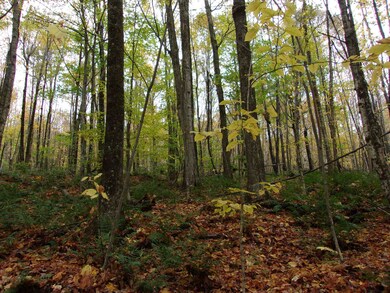 0 Foliage Ln, Westmore, VT 05822 - photo 3