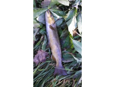 Brown Trout from Nepstad Creek