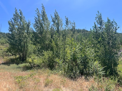 Cottonwoods spring area