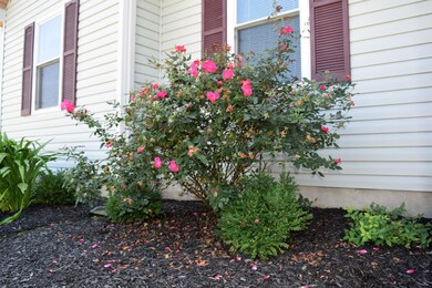 Treasured rose is thrivng