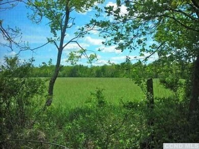 View looking out from secret meadow