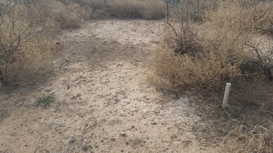 12802 Green Cactus 2