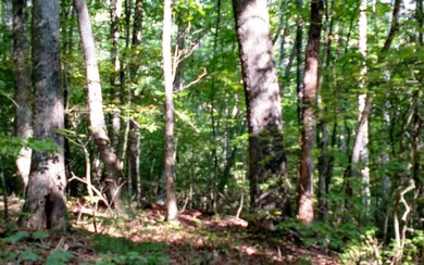 Additional View