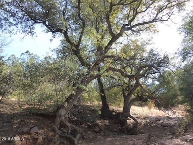 6 oak trees at edge of seasonal wash