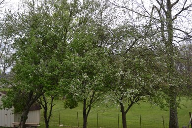 Apple Trees