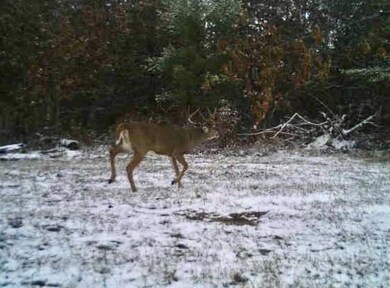 This nice buck was caught on camera in one of the