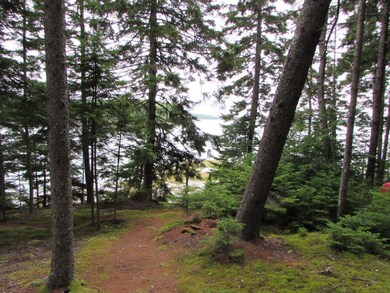 Enjoy walking the property on moss...