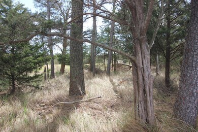 Trees and marsh along Creek