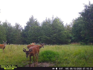 000 Highway M, Huggins, MO 65484 - photo 3